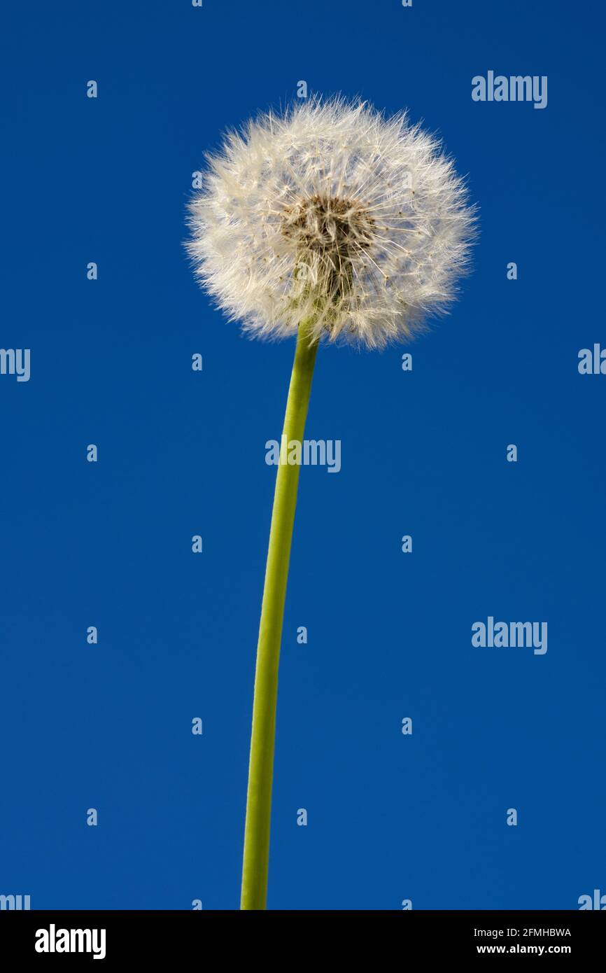 Dandelion blowball  on blue sky background Stock Photo