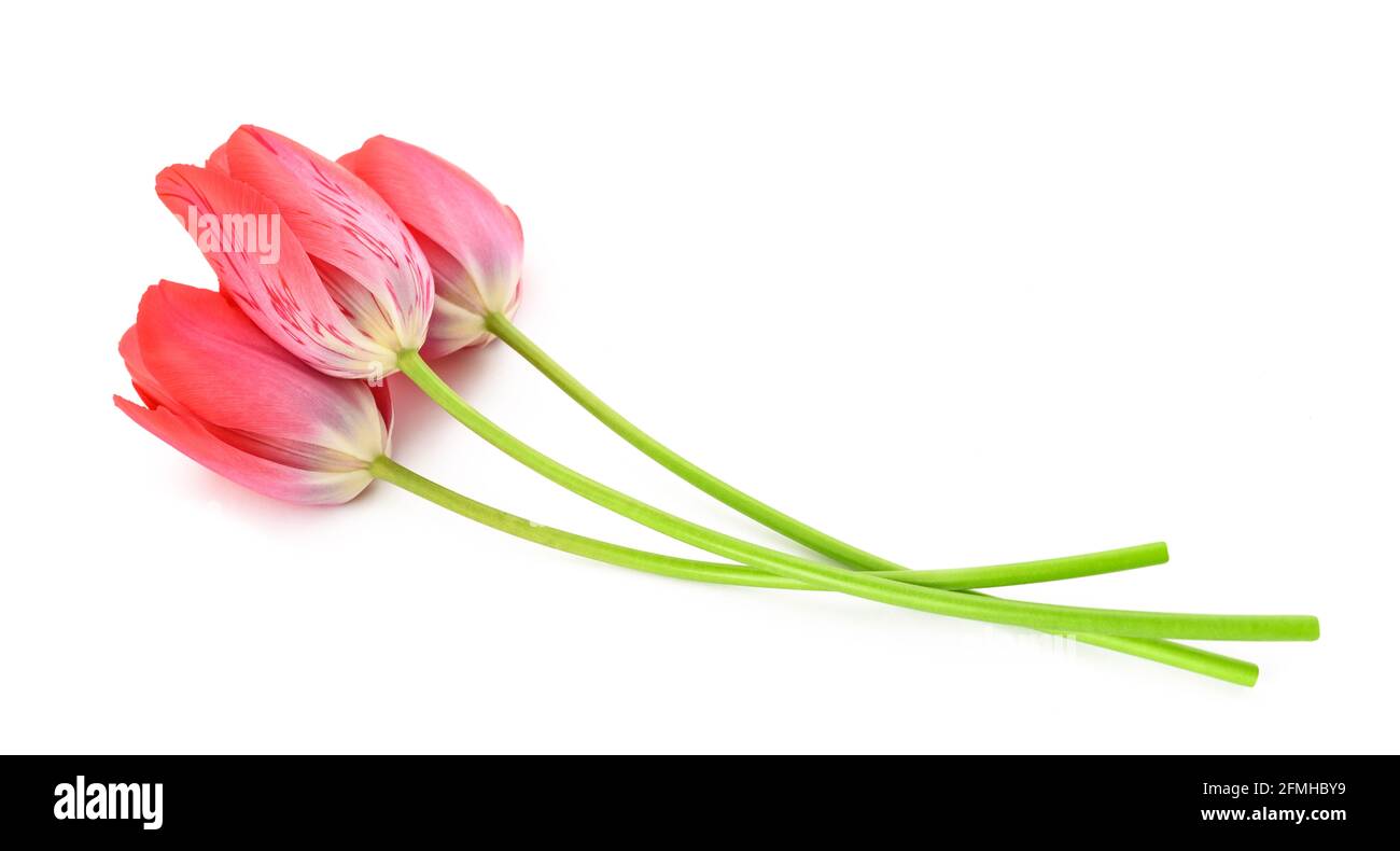 Pink tulips flowers isolated on white background Stock Photo - Alamy