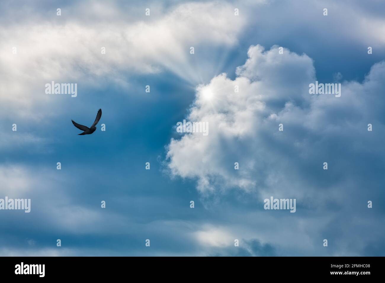 A Single Bird Is Flying Towards The Rays Of Light With Bright White Clouds In A Blue Twilight Sky Stock Photo