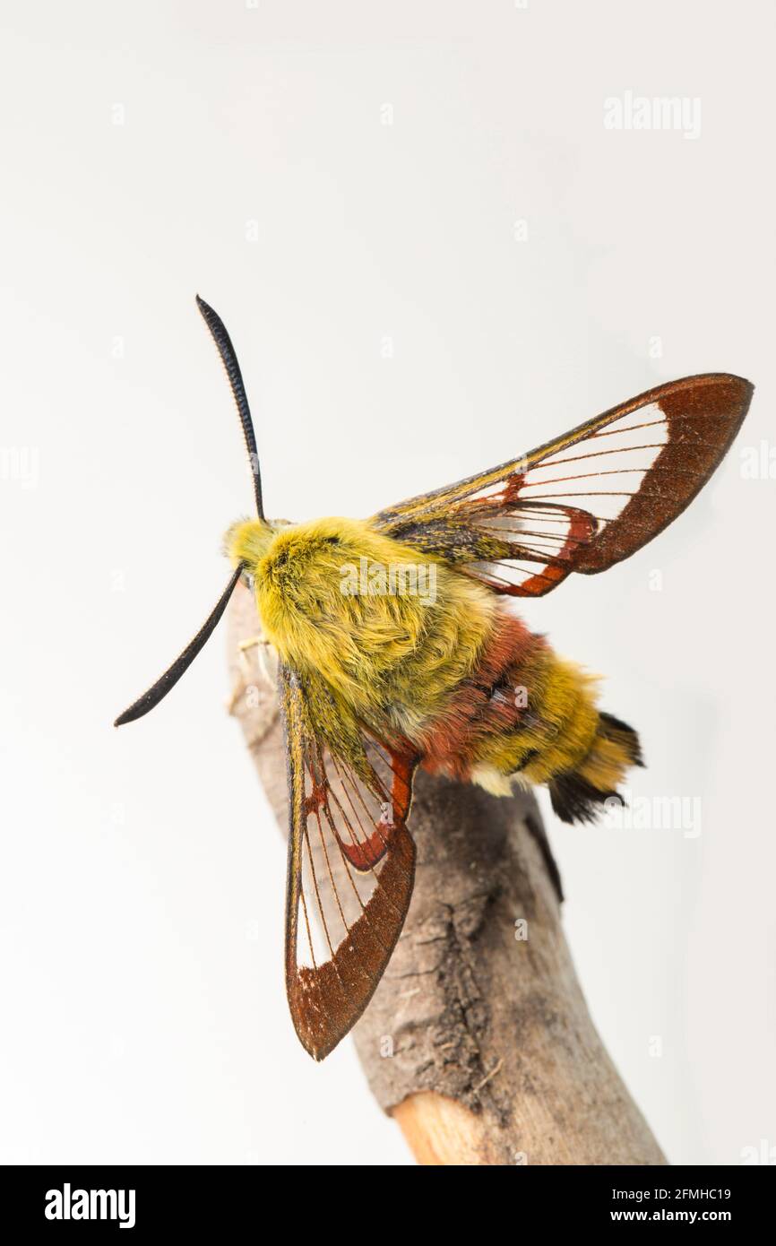 An example of a Broad Bordered Bee hawk moth found in mixed woodland in early May. White background. Dorset England UK GB Stock Photo