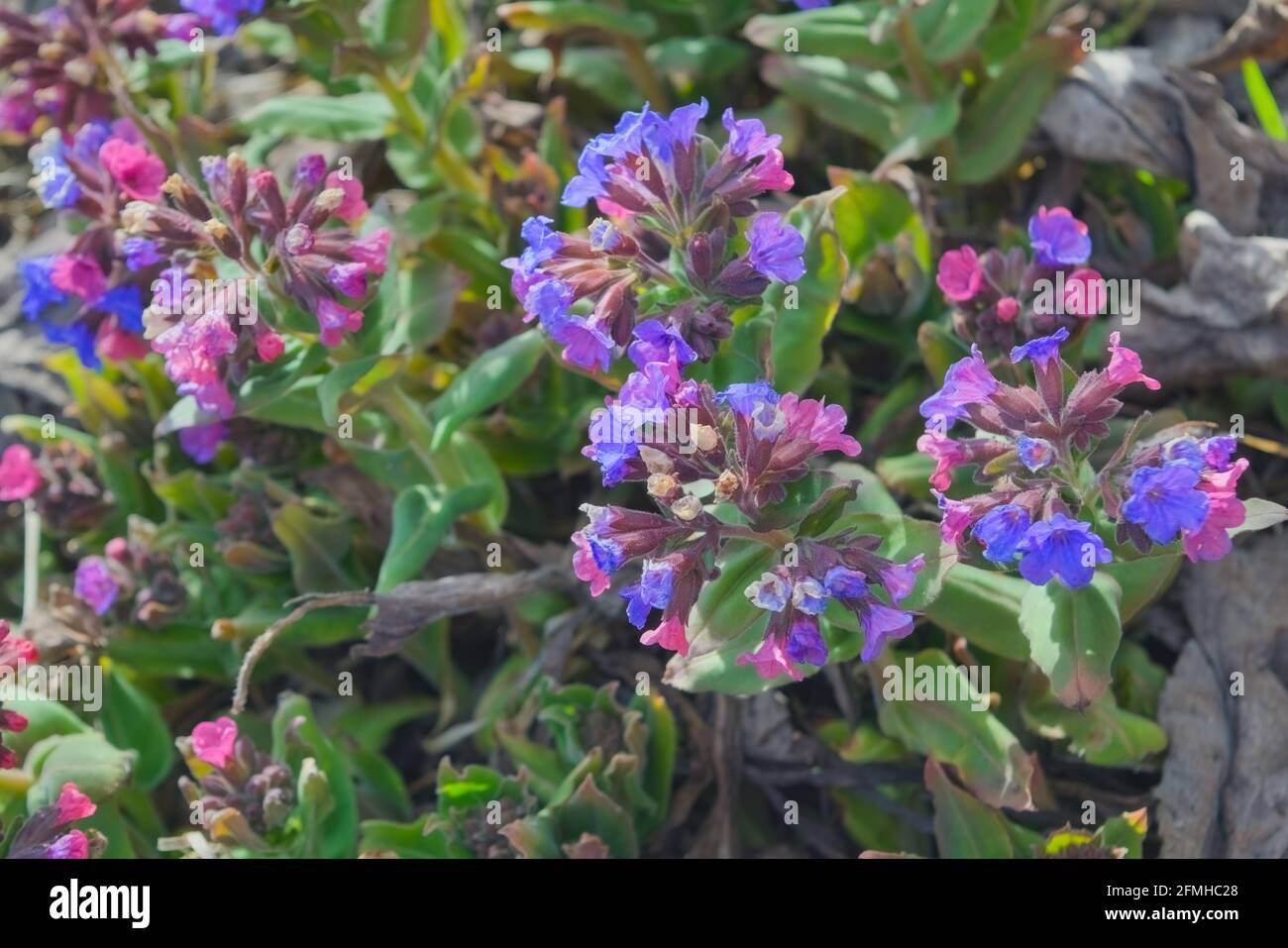 Pulmonaria officinalis in bloom, early springtime flowering herb, group of pink purple and blue violet flowers with leaves close up Stock Photo