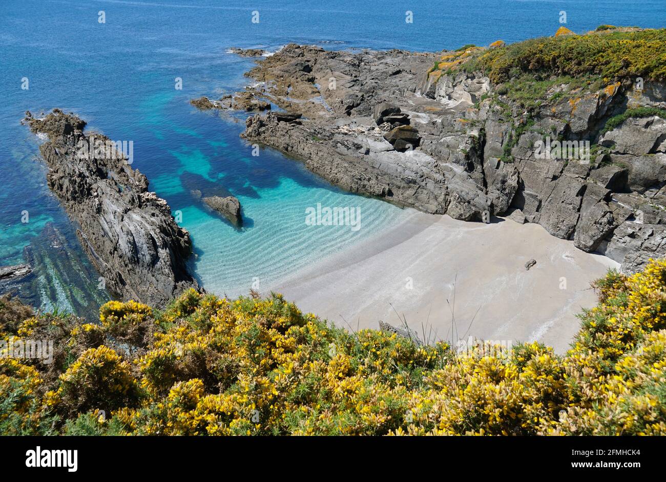 Beautiful secluded beach with gorse in flower in foreground, Galicia, Spain, Atlantic ocean, Pontevedra province, Cangas, Cabo Home Stock Photo