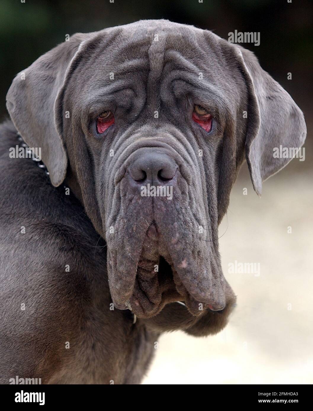 2 YEAR OLD STRAY PIERRE, A NEOPOLITAN MASTIFF WAS FOUND WANDERING THE STREETS OF OXFORD AND TAKEN TO THE ARDLEY RESCUE KENNELS IS IN DESPERATE NEED OF AN OPERATION TO REPAIR A SEVERED LIGAMENT. THE KENNELS ARE TRYING TO RAISE THE £1,500 NECESSARY FOR THE OPERATION. PIC MIKE WALKER, 2003 Stock Photo