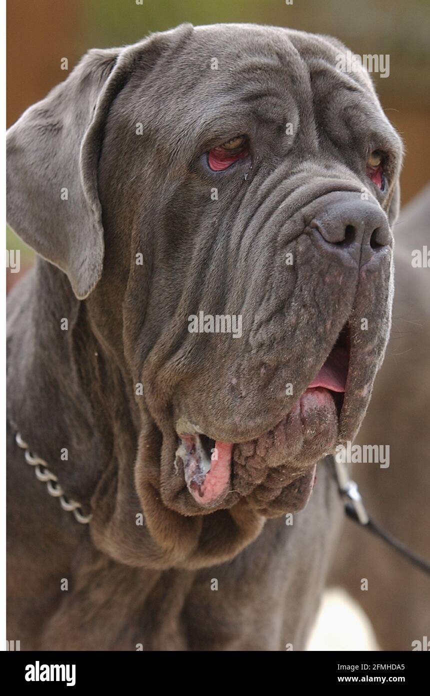 2 YEAR OLD STRAY PIERRE, A NEOPOLITAN MASTIFF WAS FOUND WANDERING THE STREETS OF OXFORD AND TAKEN TO THE ARDLEY RESCUE KENNELS IS IN DESPERATE NEED OF AN OPERATION TO REPAIR A SEVERED LIGAMENT. THE KENNELS ARE TRYING TO RAISE THE £1,500 NECESSARY FOR THE OPERATION.  PIC MIKE WALKER, 2003 Stock Photo