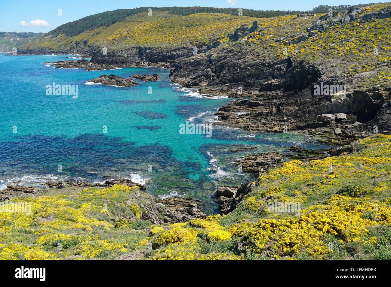 Rocky coast with gorse in flower, Atlantic ocean, Galicia, Spain, Pontevedra province, Cangas, Cabo Home Stock Photo