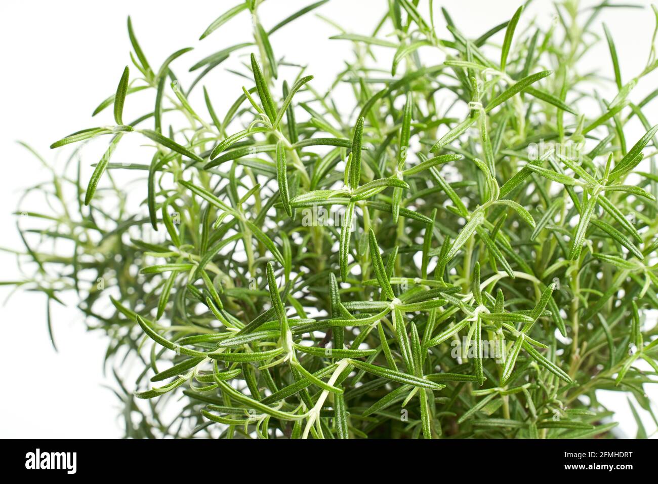 Rosemary plant close up on white background Stock Photo - Alamy