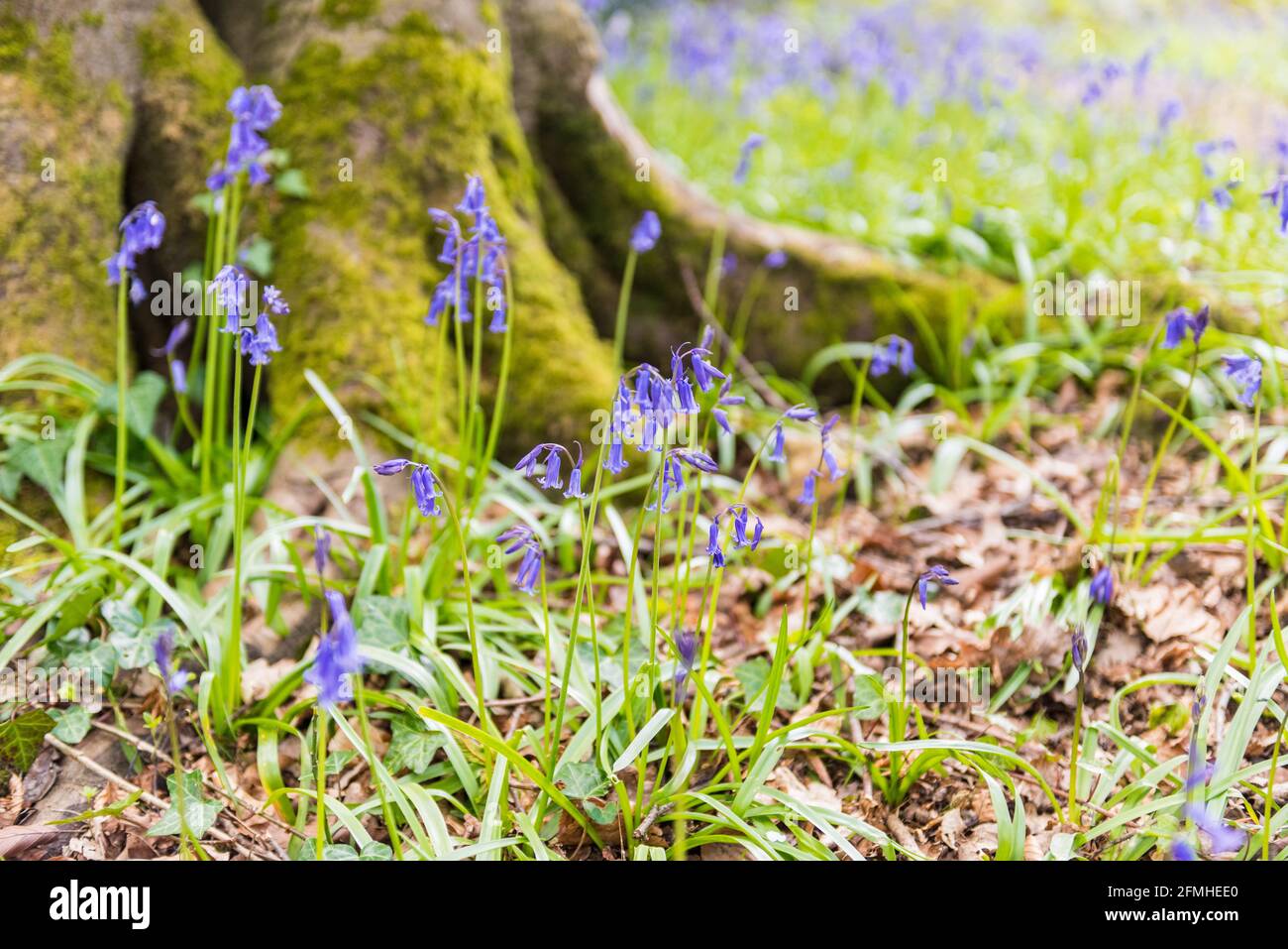 Wild Hyacinth English Bluebell Colonies In Woodlands Stock Photo Alamy