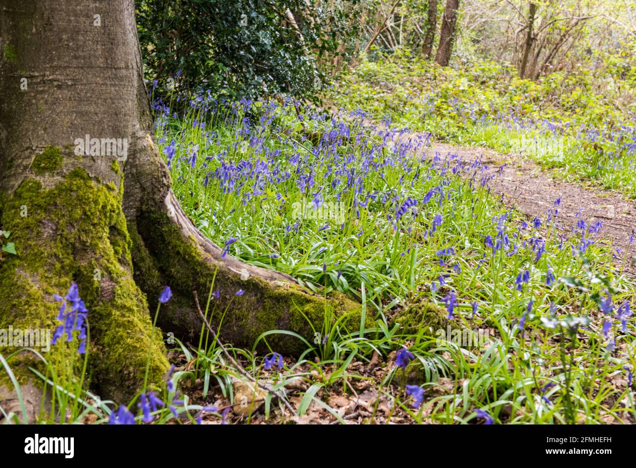 Wild Hyacinth / English bluebell colonies in woodlands Stock Photo