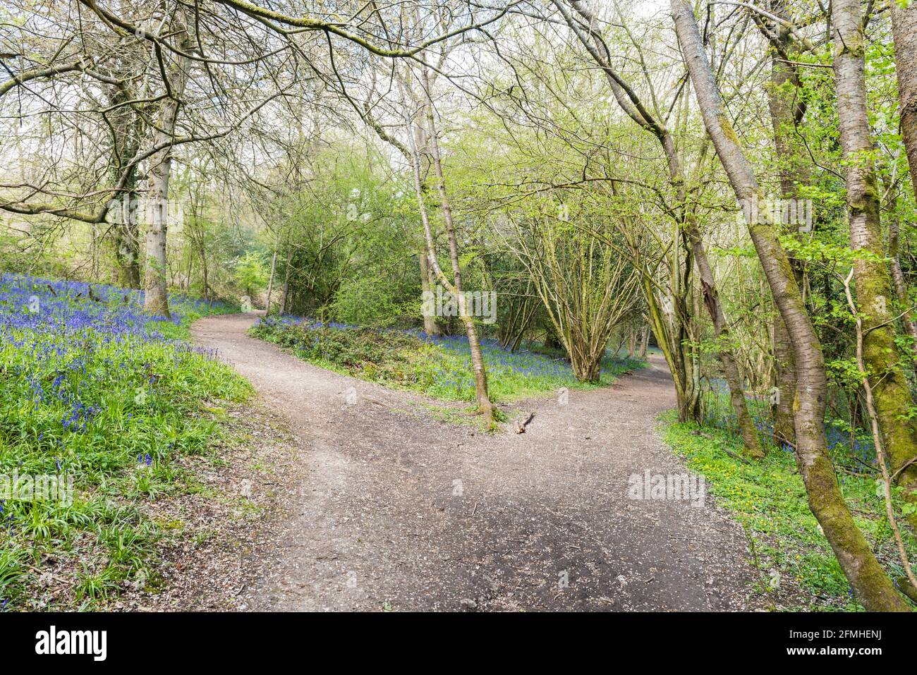 Wild Hyacinth / English bluebell colonies in woodlands Stock Photo