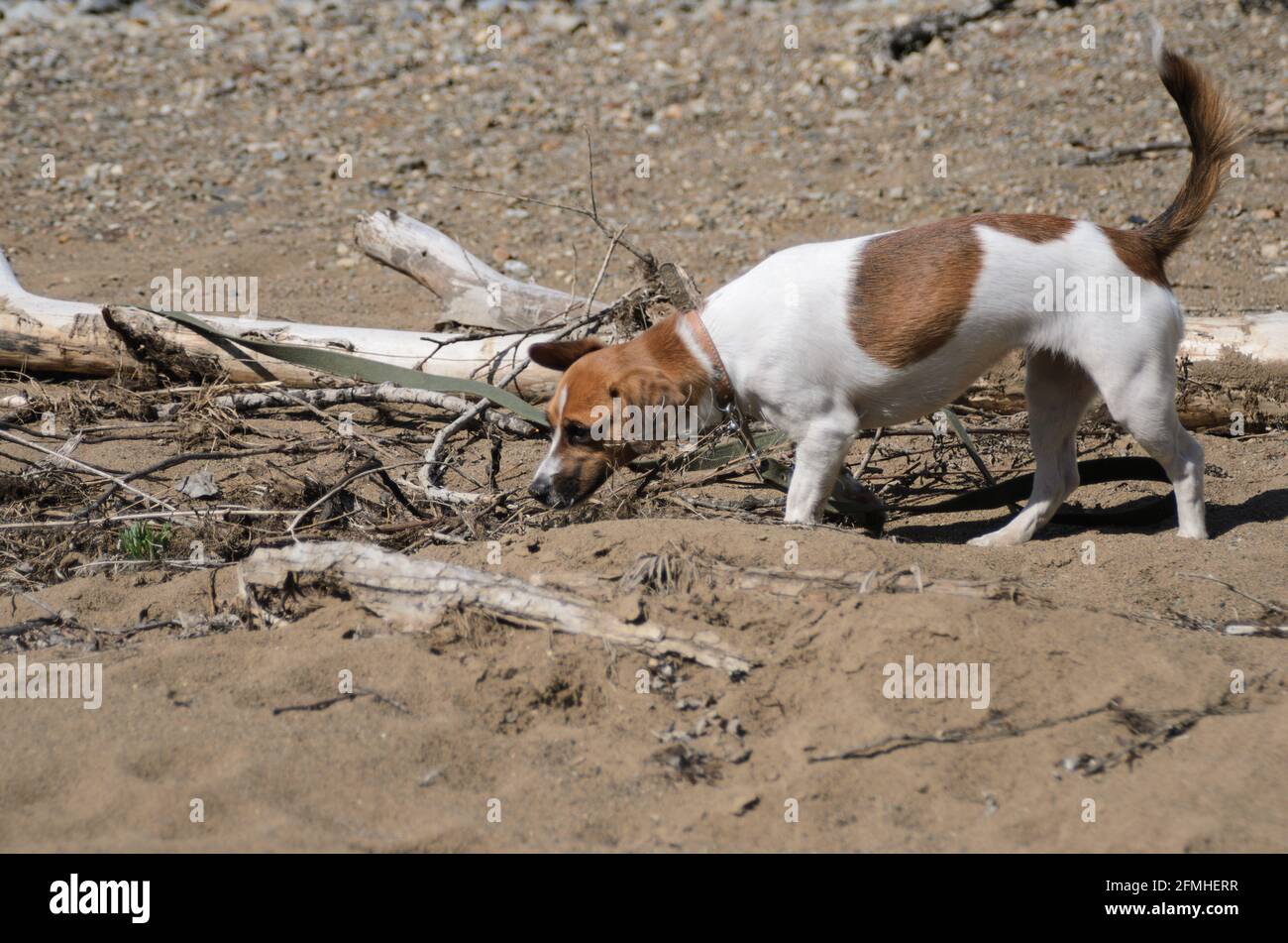 A white dog with brown spots on a canvas leash sniffs at a wooden blockage partially covered with rocks and sand. Selective focus. Stock Photo