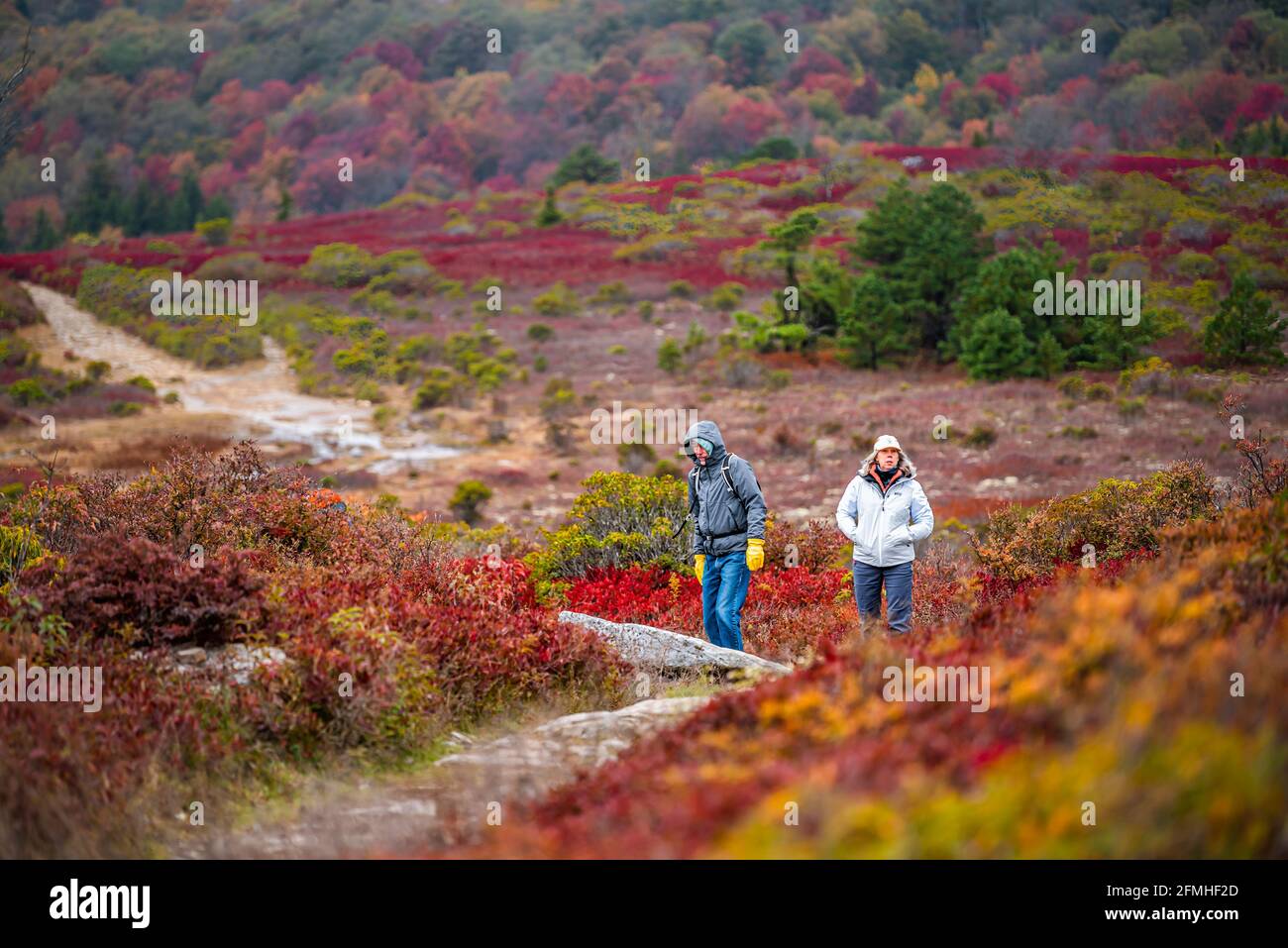 Davis, USA - October 5, 2020: Autumn fall season at Bear Rocks trail trailhead and candid people hiking in Dolly Sods Wilderness in West Virginia Mono Stock Photo