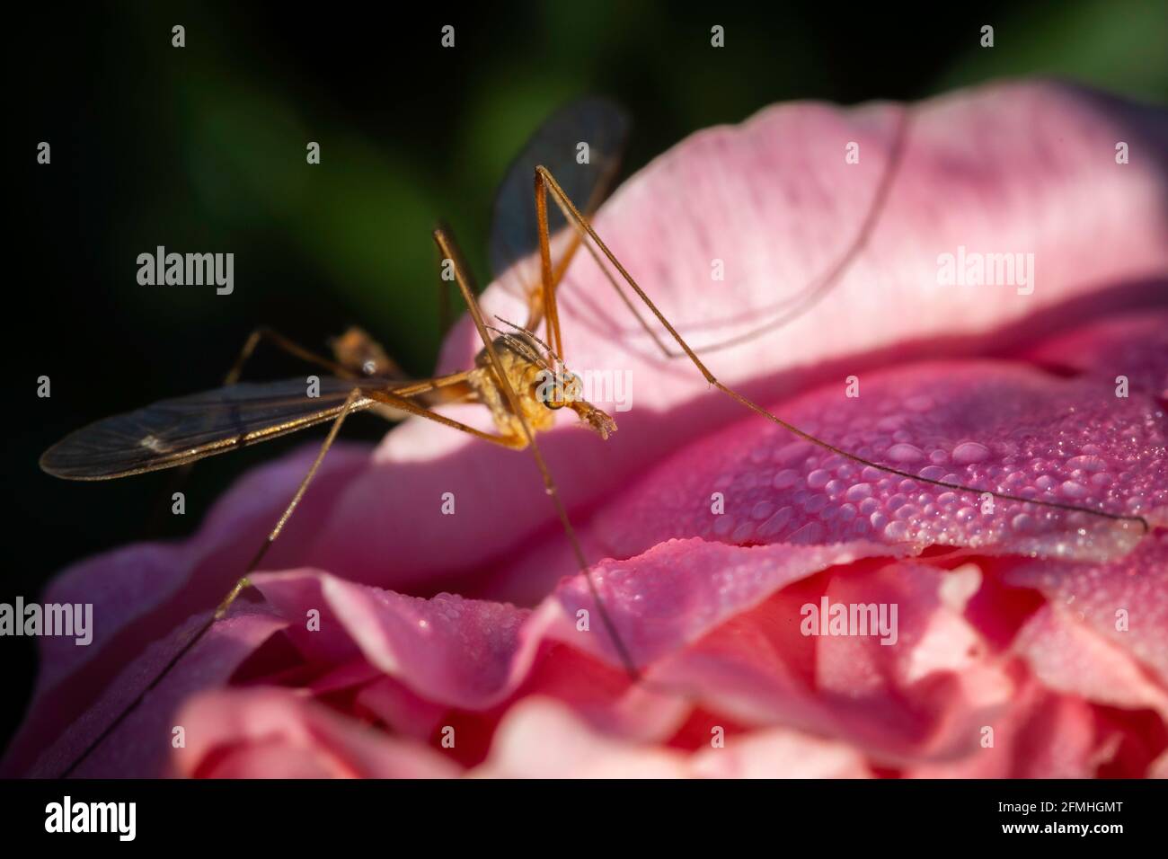 An adult crane fly sits on a dew covered pink peony in early morning light. Stock Photo