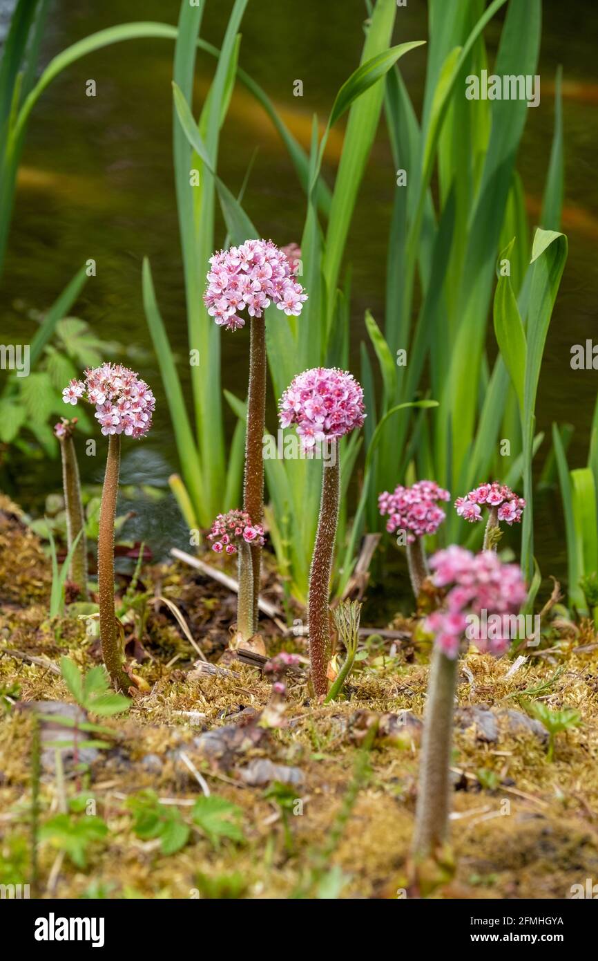 Darmera peltata, also known as Indian Rhubarb or umbrella plant. Pink