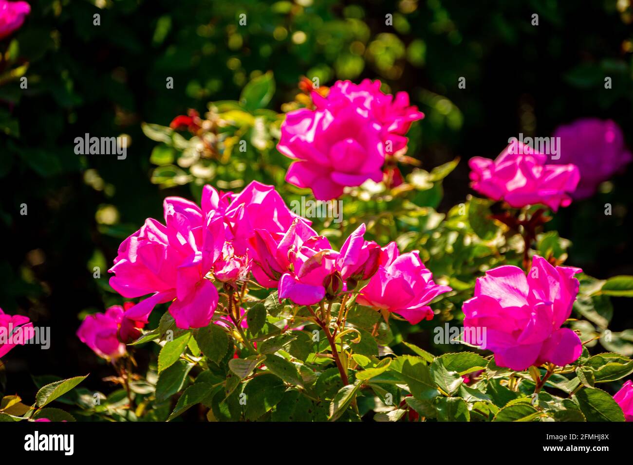 Stunning view floribunda roses hi-res stock photography and images - Alamy
