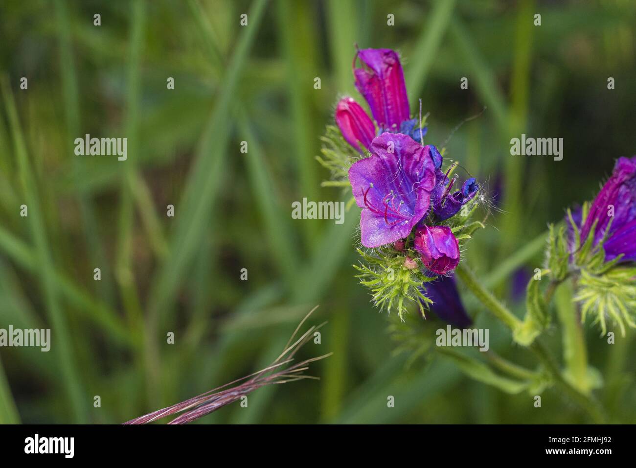 A closeup shot of blue echium flowers in the meadow Stock Photo