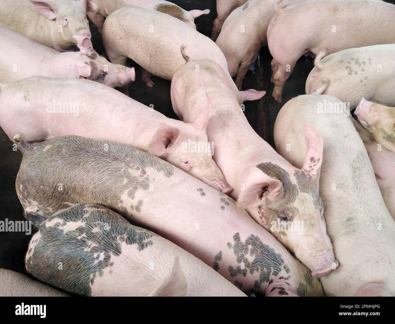 Non-standard Pig Farms. Pig Density Farms Stock Photo - Alamy