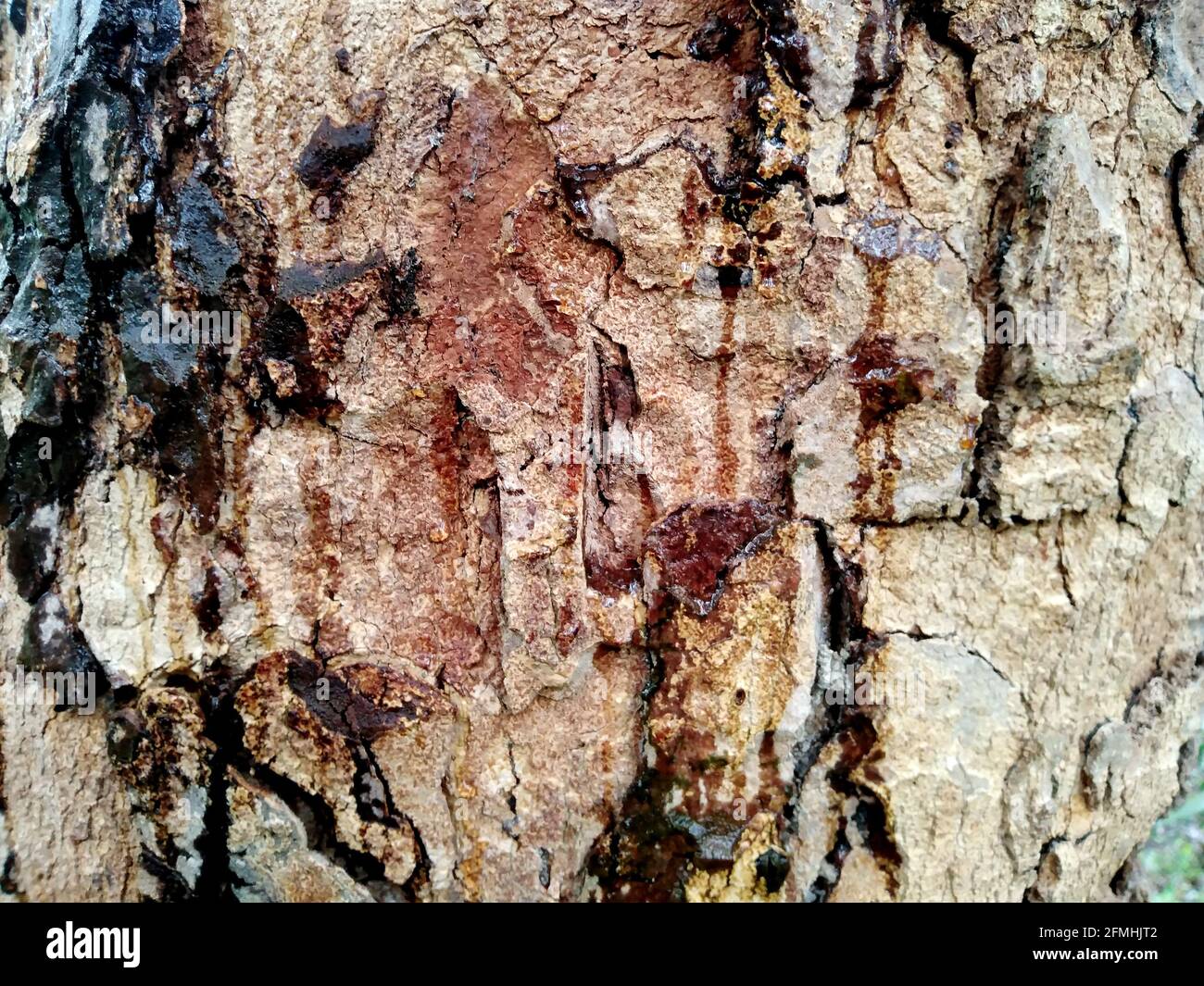 Wallpaper of bark wet in rain. Wet bark Stock Photo - Alamy