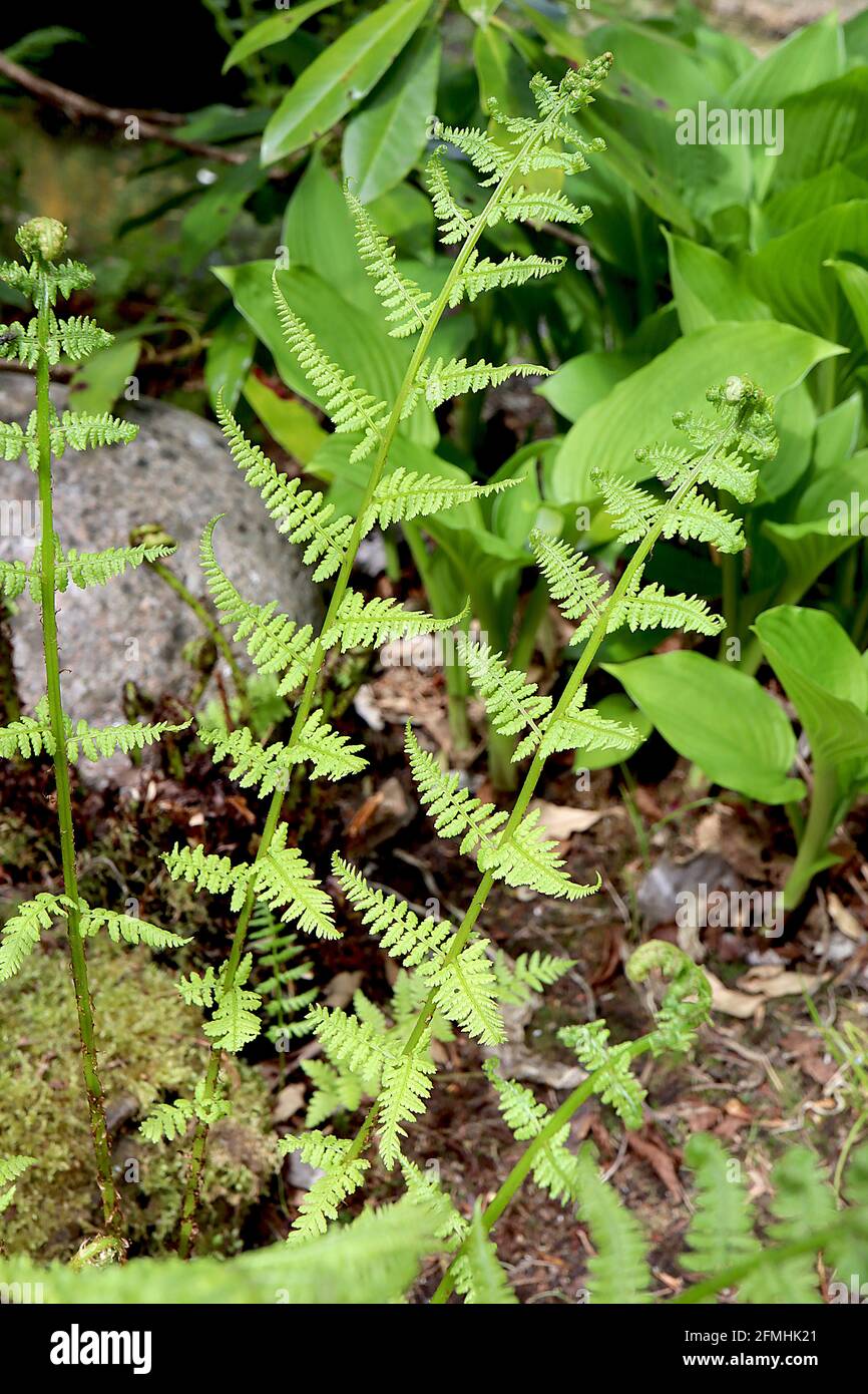 Athyrium filix femina     Lady fern – lance-shaped fresh green bipinnate widely spaced fronds,  May, England, UK Stock Photo