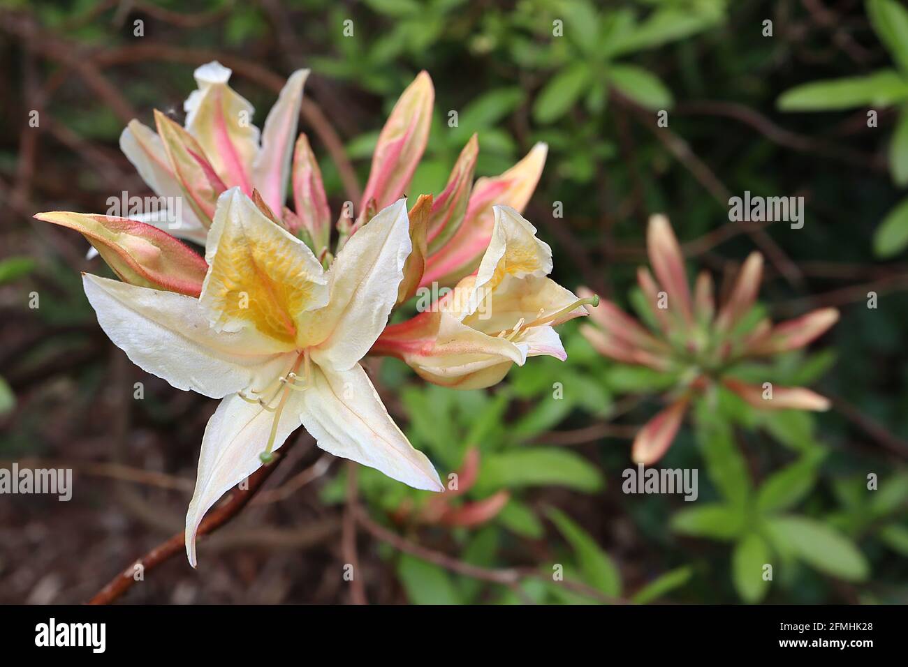 Azalea / Rhododendron ‘Northern Hi-Lights’ pale yellow funnel-shaped flowers with dark yellow blotch,  May, England, UK Stock Photo