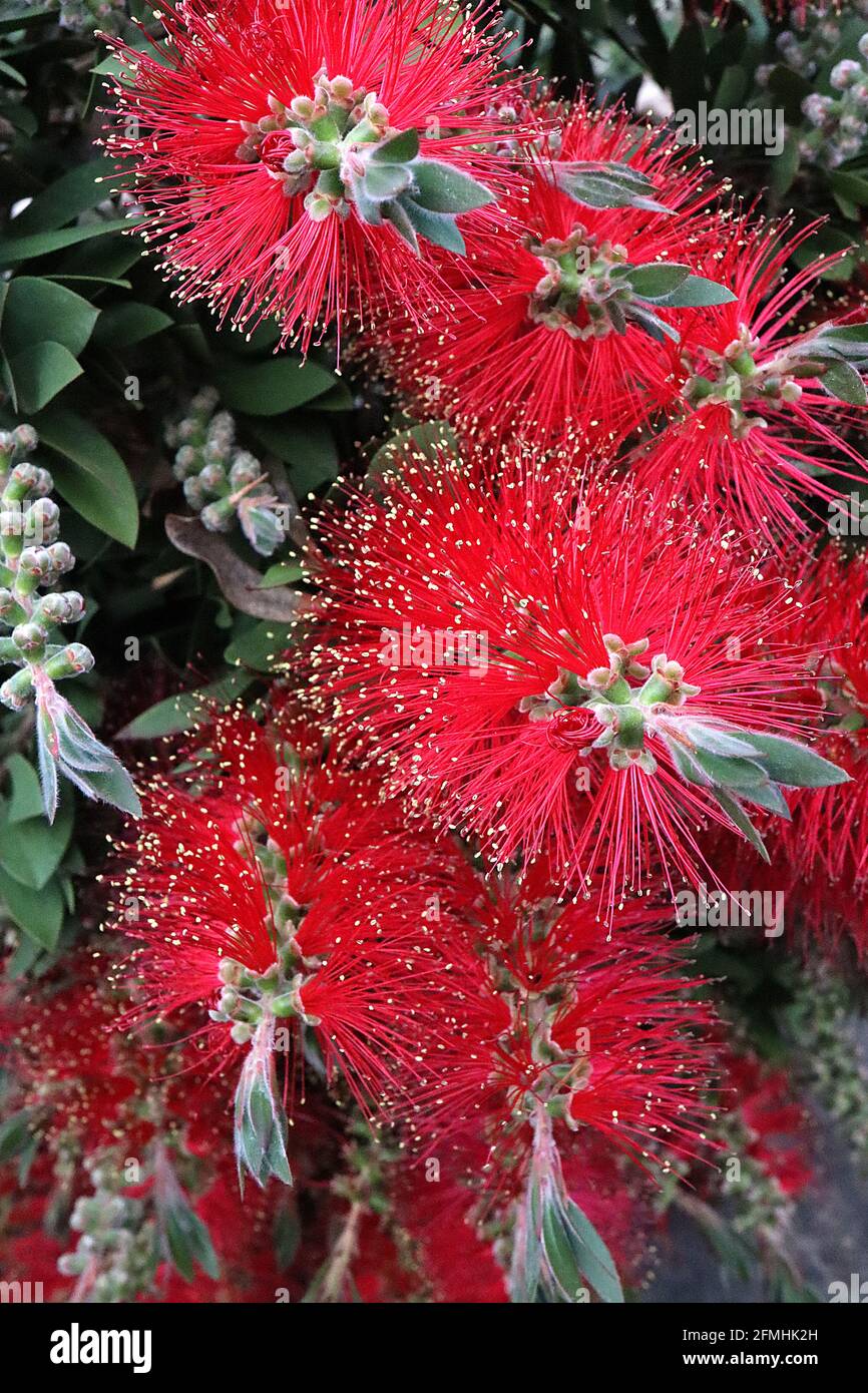 Callistemon / Melaleuca polandii  gold-tipped bottlebrush – flower spikes of elongated red stamens gold-tipped and green petal sepals,  May, England, Stock Photo