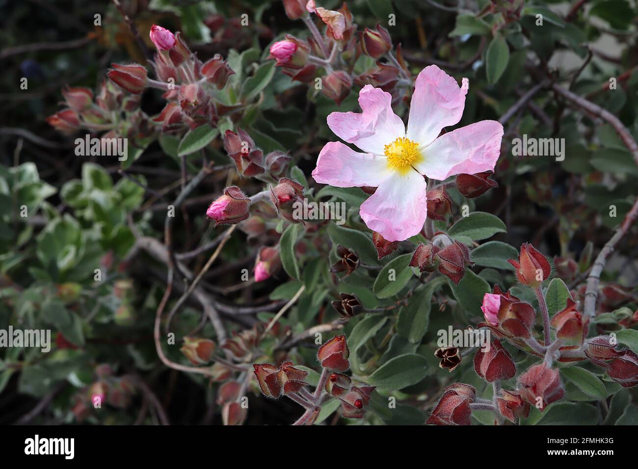 Cistus x lenis ‘Grayswood Pink’  rock rose Silver Pink – crinkly pink flowers with large white centre,  May, England, UK Stock Photo