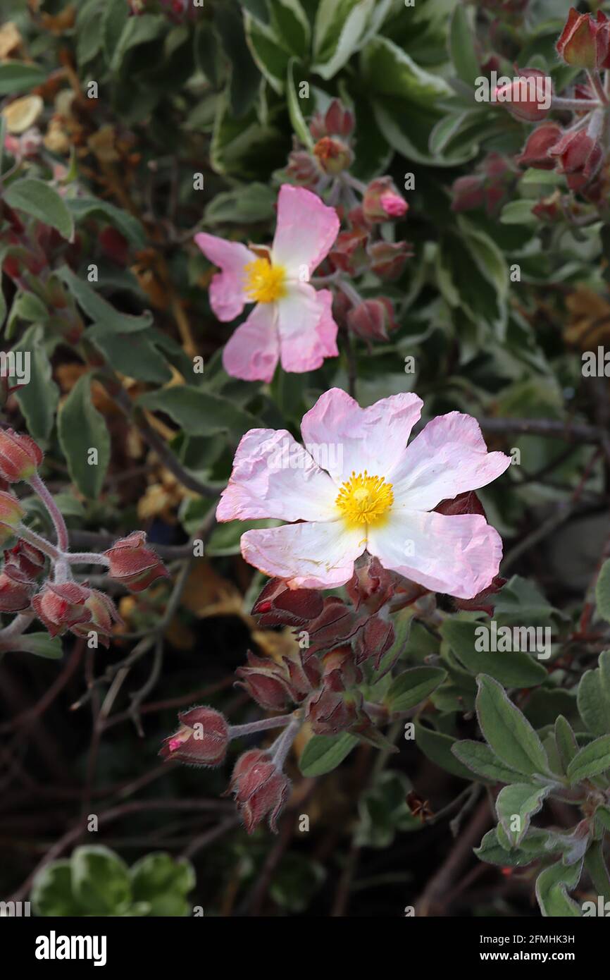 Cistus x lenis ‘Grayswood Pink’  rock rose Silver Pink – crinkly pink flowers with large white centre,  May, England, UK Stock Photo