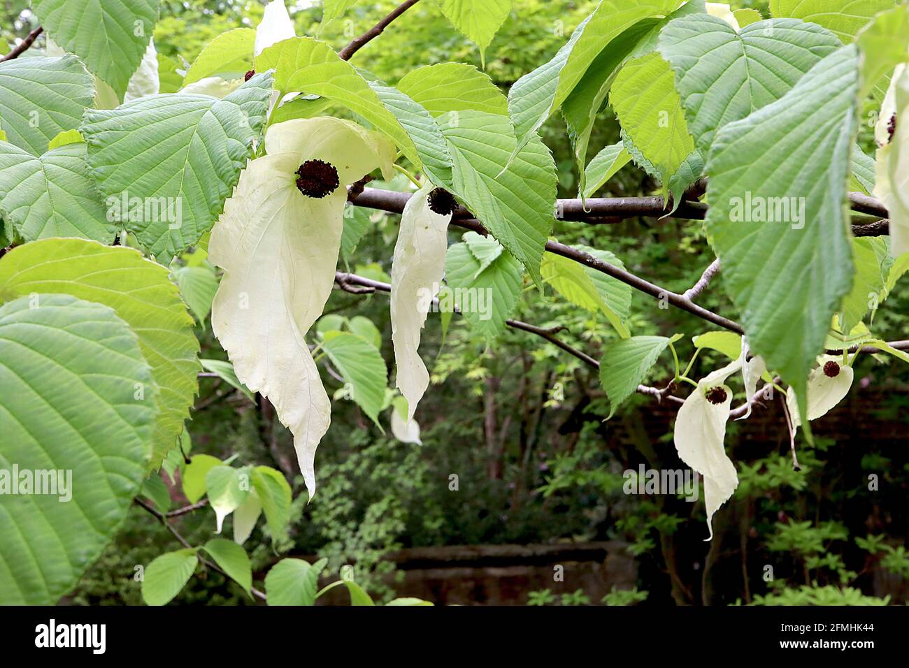 Davidia involucrata ‘Sonoma’ Handkerchief tree – pale green flowers with red anthers enclosed by creamy white leaf-like bracts, vivid green leaves, Stock Photo