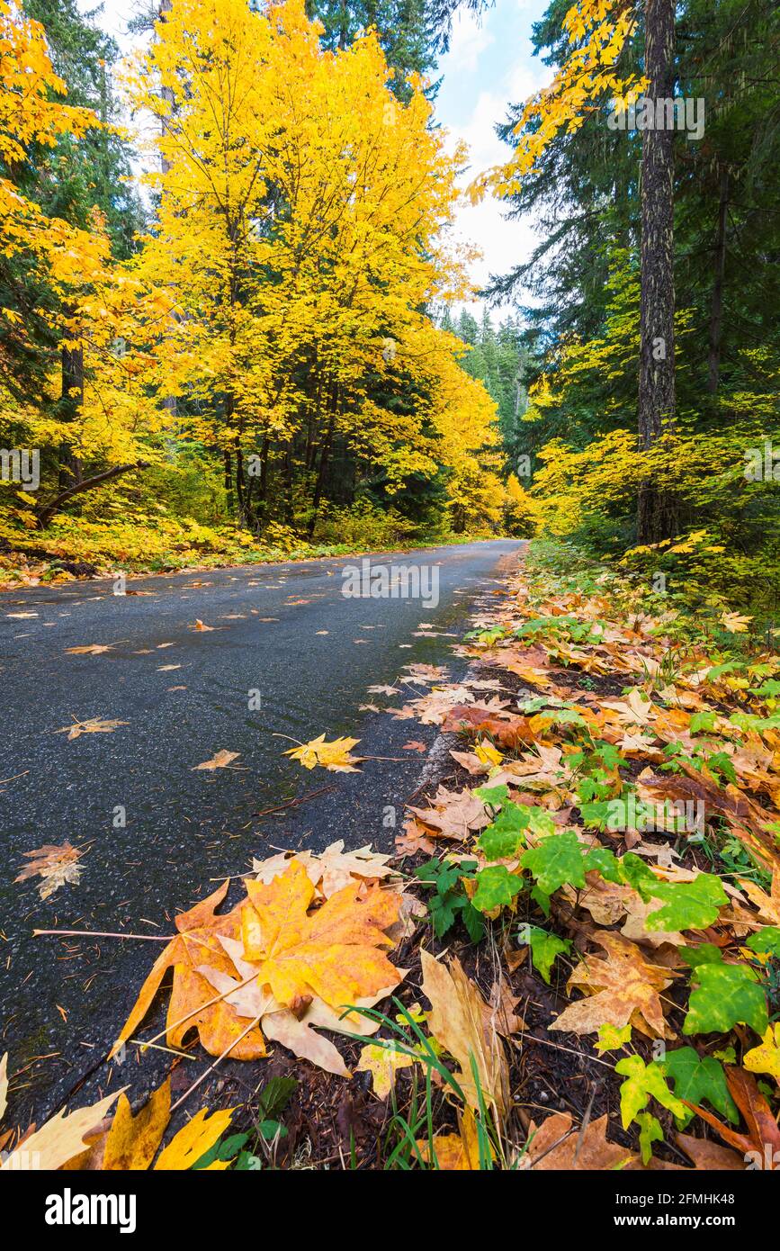 Backroad in Washington Cascades passes  through fall colors as a touch of rain has dampened the road surface and given a pop to the colorful leaves Stock Photo