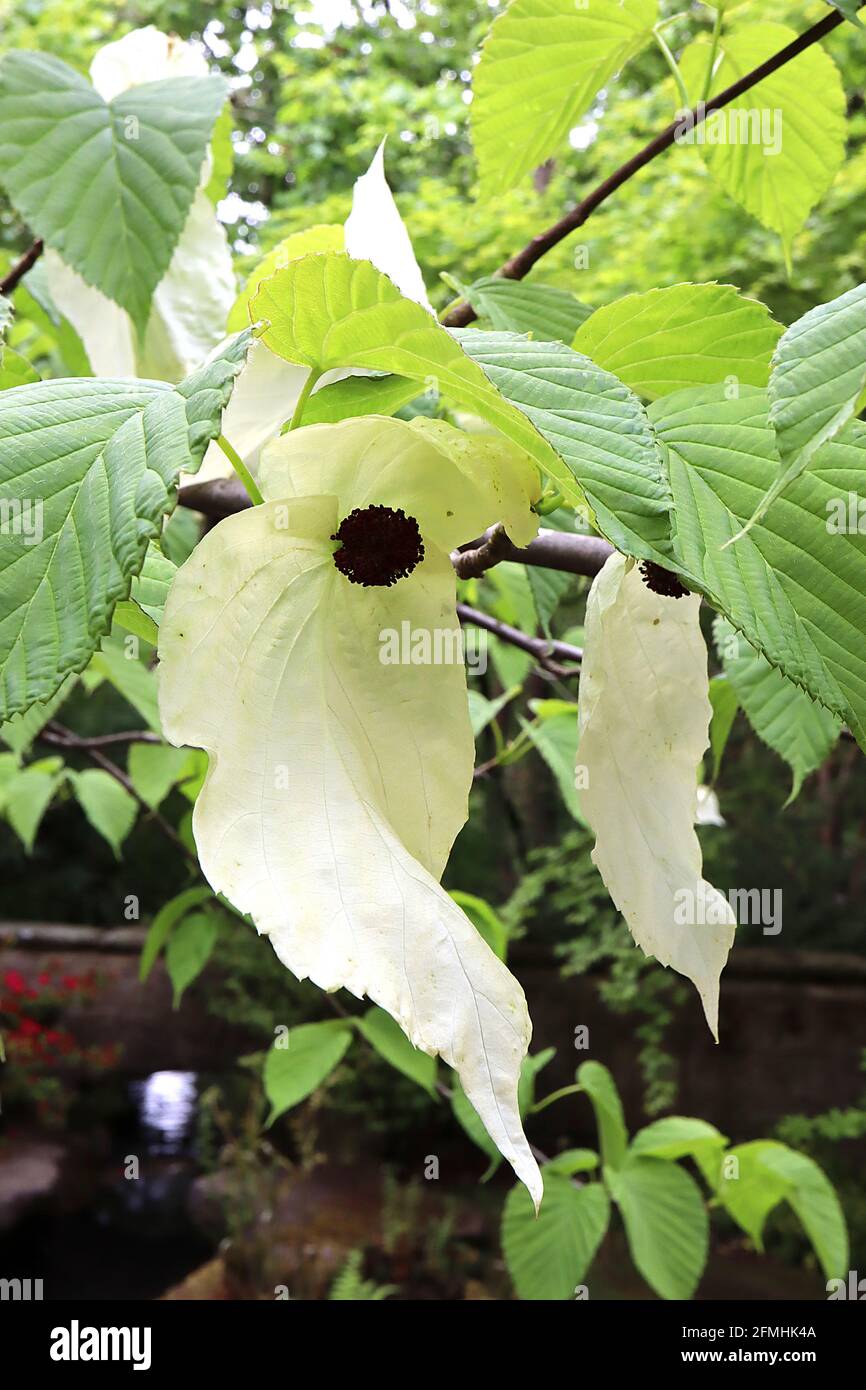 Davidia involucrata ‘Sonoma’ Handkerchief tree – pale green flowers with red anthers enclosed by creamy white leaf-like bracts, vivid green leaves, Stock Photo