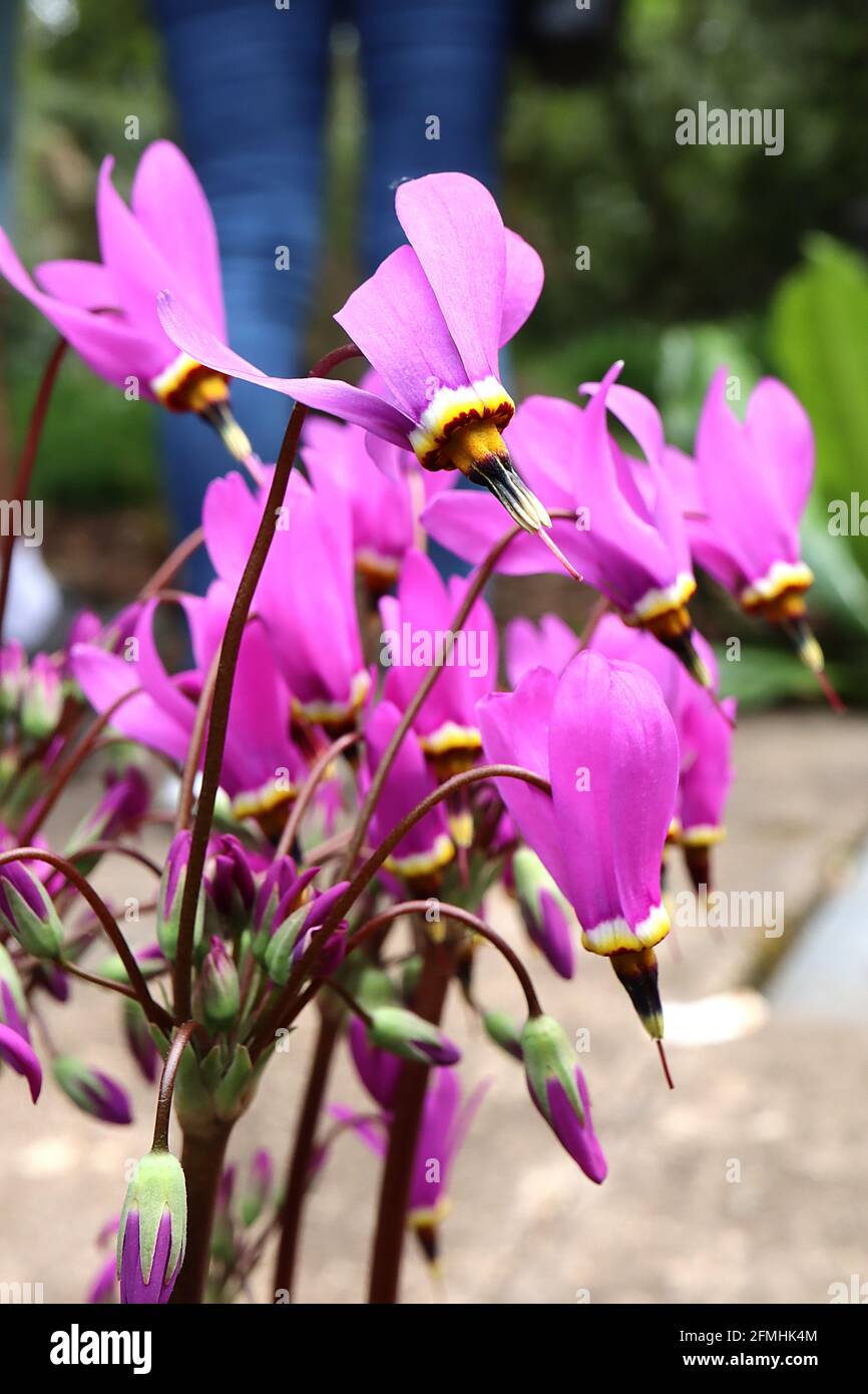 Dodecatheon meadia ‘Queen Victoria’ shooting star – lilac rose dart-like flowers with white, yellow and red basal ring and fused black anthers,  May, Stock Photo