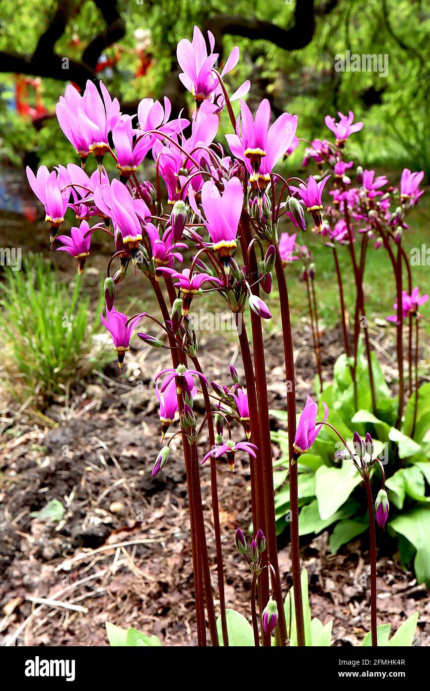 Dodecatheon meadia ‘Queen Victoria’ shooting star – lilac rose dart-like flowers with white, yellow and red basal ring and fused black anthers,  May, Stock Photo
