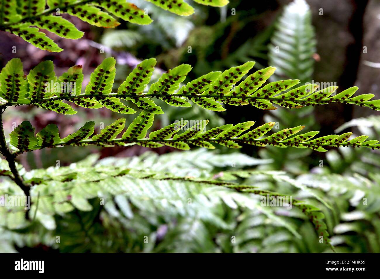 Athyrium filix femina ssp asplenioides Southern lady fern – brown spores on the underside of fronds,  May, England, UK Stock Photo