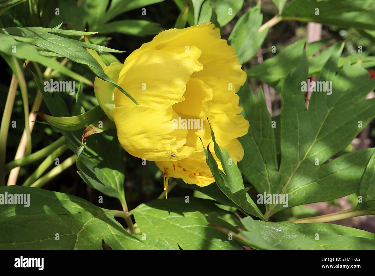 Paeonia lutea ssp ludlowii Ludlow’s tree peony – yellow bowl-shaped flowers with divided large fresh green leaves,  May, England, UK Stock Photo