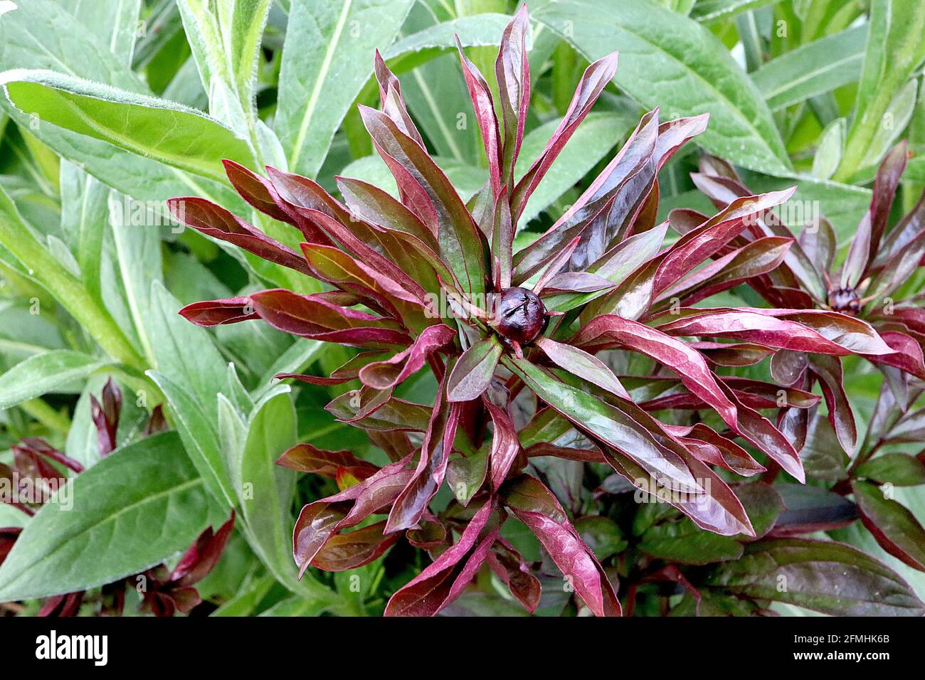 Paeonia lactiflora ‘Hot Chocolate’  Peony Hot Chocolate – lance-shaped purple red leaves and flower bud,  May, England, UK Stock Photo