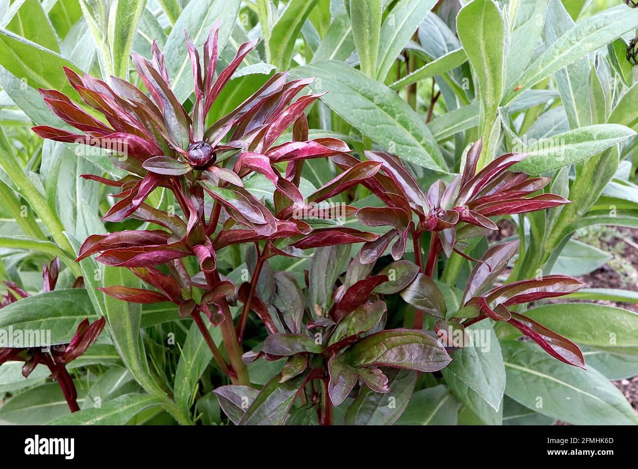 Paeonia lactiflora ‘Hot Chocolate’  Peony Hot Chocolate – lance-shaped purple red leaves and flower bud,  May, England, UK Stock Photo