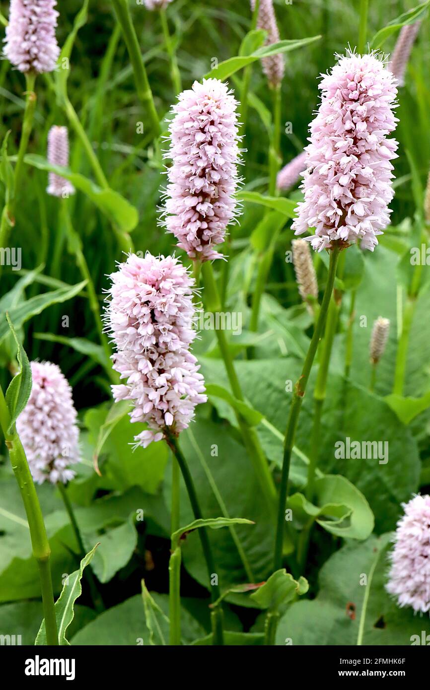 Persicaria bistorta ‘Superba’ common bistort Superba – tiny pale pink flower clusters on tall stems, large oval leaf clumps,  May, England, UK Stock Photo