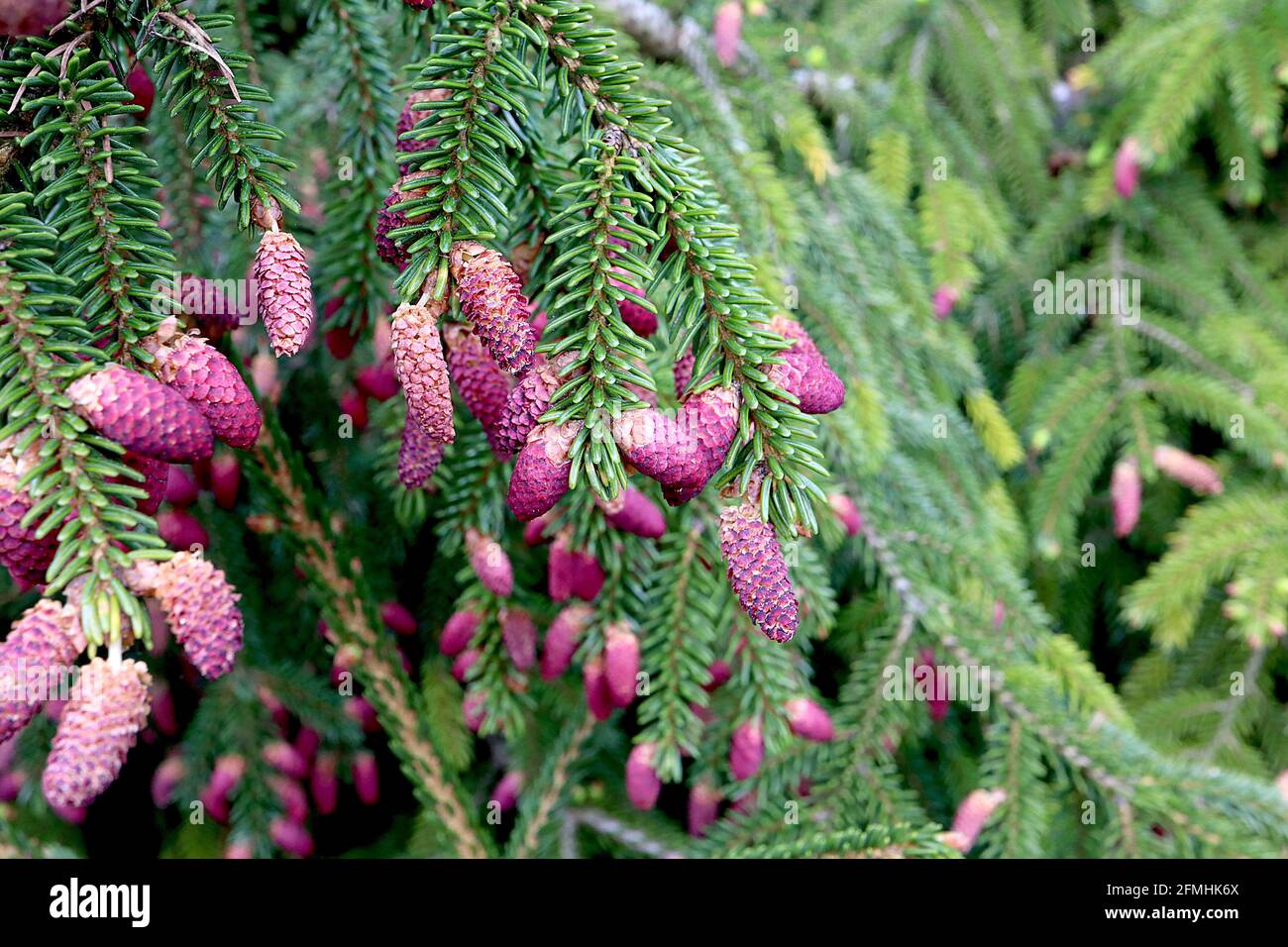Picea orientalis ‘Pendula’  weeping oriental spruce – short cylindrical deep pink cones and pendulous branches with needle-like leaves,  May, England, Stock Photo
