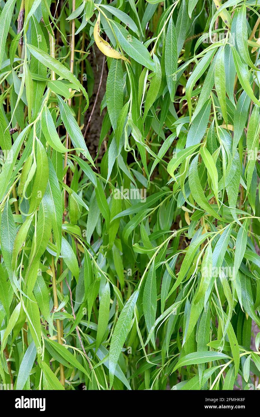 Salix babylonica Weeping willow – cascade of narrow elongated pendulous fresh green leaves,  May, England, UK Stock Photo