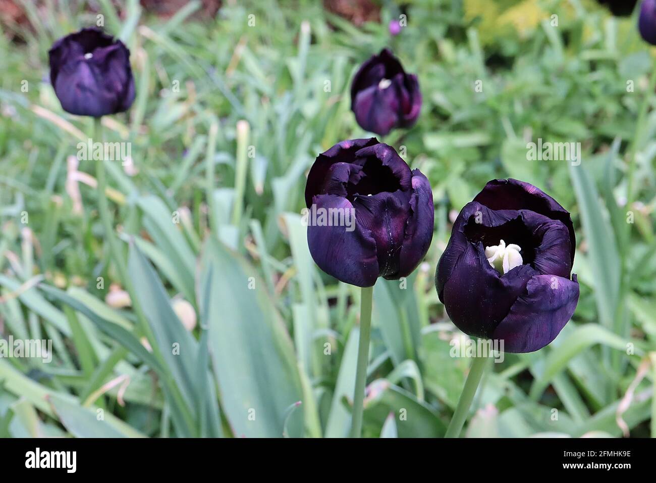 Tulipa ‘Paul Scherer’  Triumph tulip 3 Paul Scherer tulip – purple black flowers,  May, England, UK Stock Photo