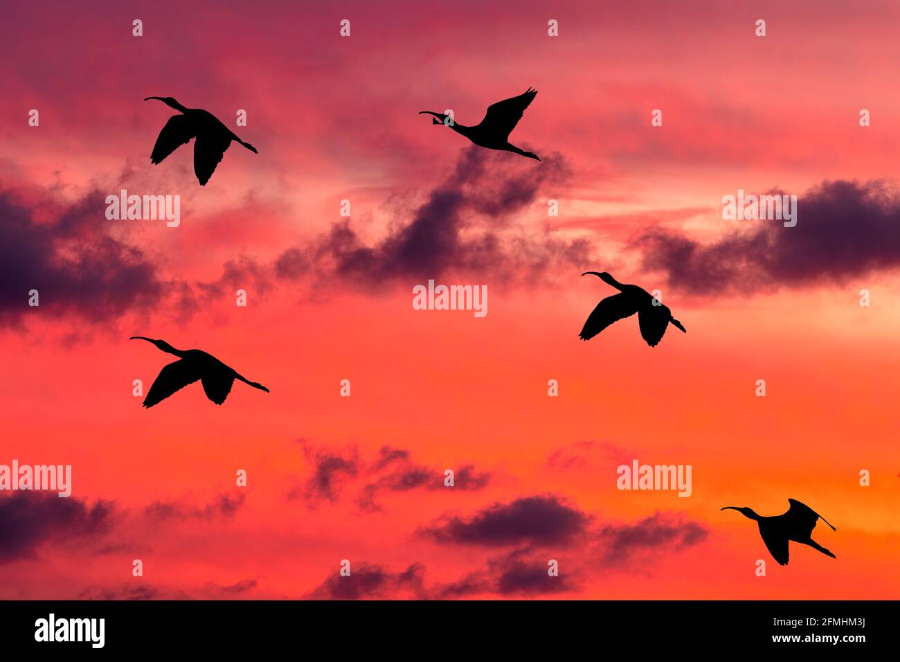 A Flock OF Birds Are Flying Into The Vibrant Cloud Filled Sunset Sky