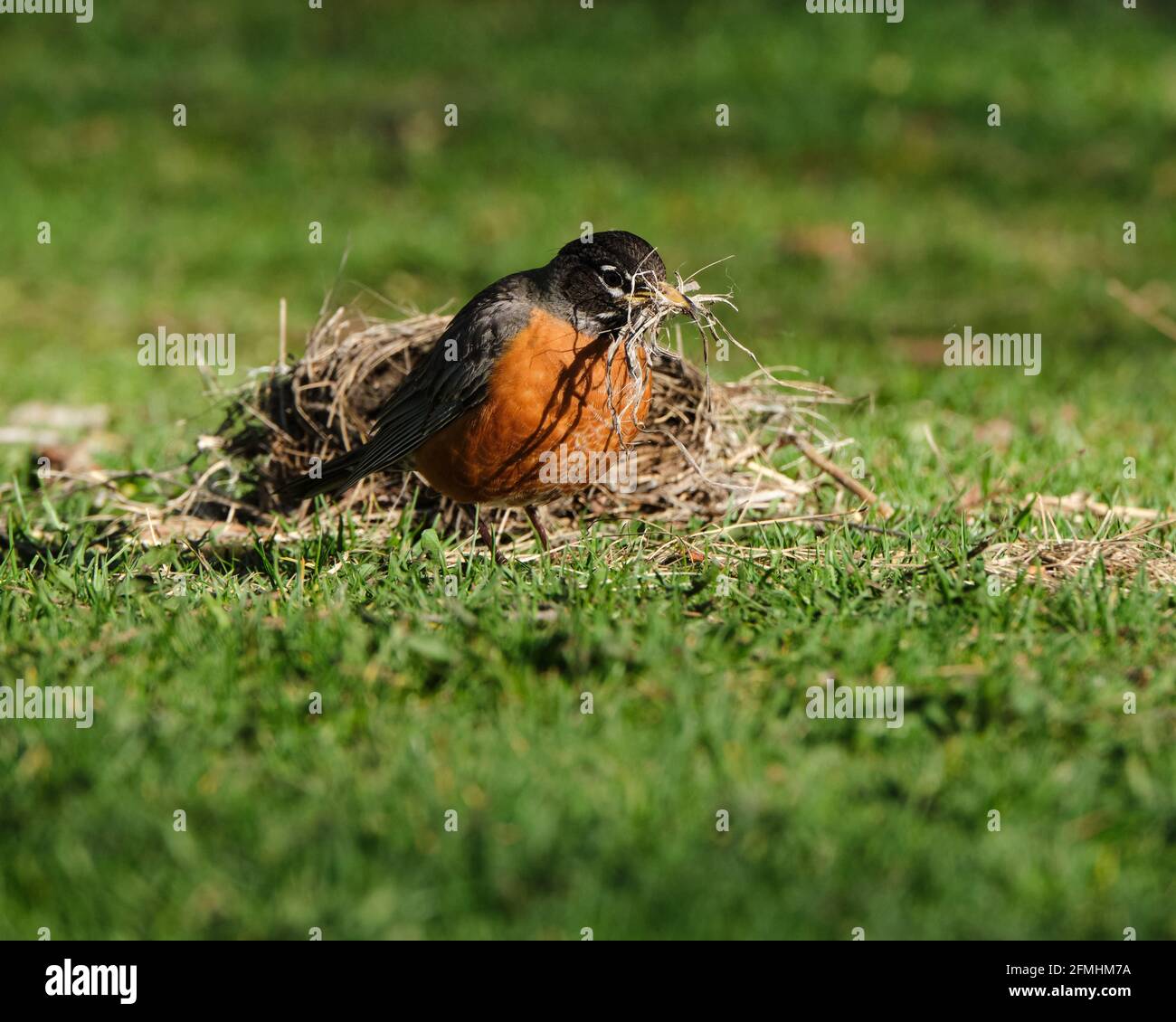American Robin, Turdus migratorius, gathering twigs from fallen nest after wind storm Stock Photo