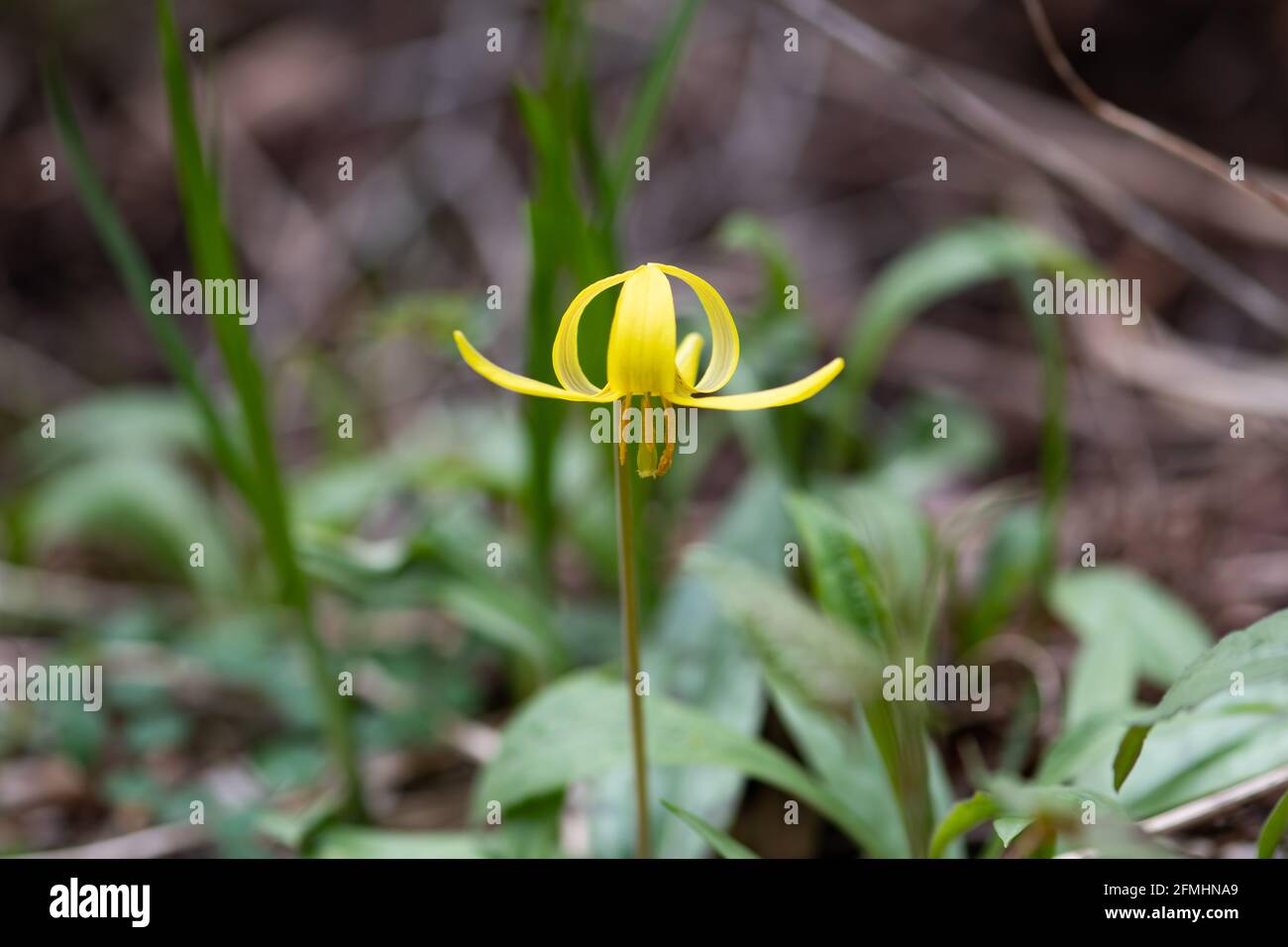 A yellow trout lily flower, Erythronium americanum, growing in the Adirondack Mountains, NY wilderness in early spring. Stock Photo