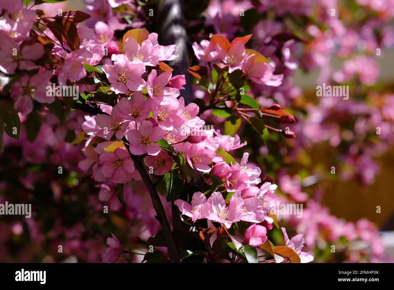 Gorgeous light pink blossoms of a crabapple (Malus floribunda) in bloom in spring in a Glebe garden, Ottawa, Ontario, Canada. Stock Photo