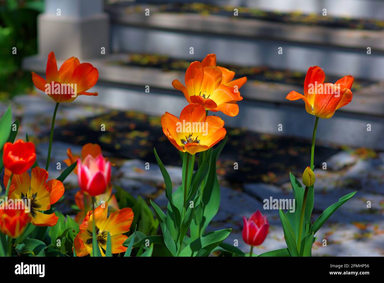 Orange and red tulips (unknown cultivar) blooming in a Glebe garden in late spring in Ottawa, Ontario, Canada. Stock Photo