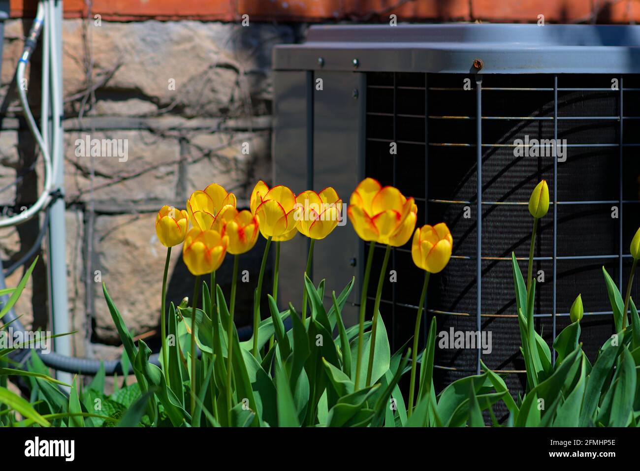 Yellow tulips (unknown cultivar) with red edge blooming in front of an air conditioner in a Glebe garden in late spring in Ottawa, Ontario, Canada. Stock Photo