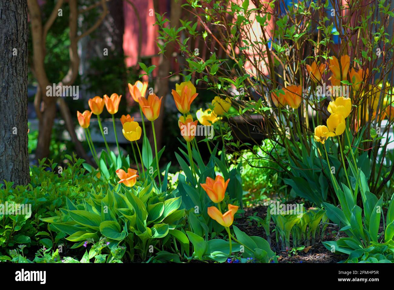 Orange and yellow tulips (unknown cultivar) blooming in a shady Glebe garden in late spring in Ottawa, Ontario, Canada. Stock Photo