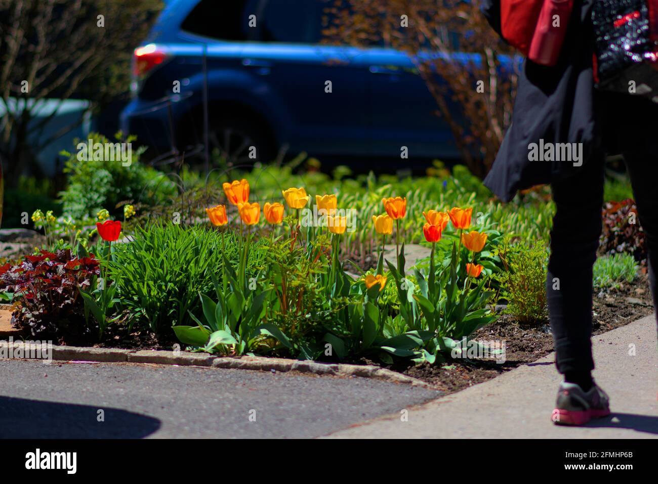 A person walks past some tulips (unknown cultivar) blooming in a Glebe garden in late spring in Ottawa, Ontario, Canada. Stock Photo