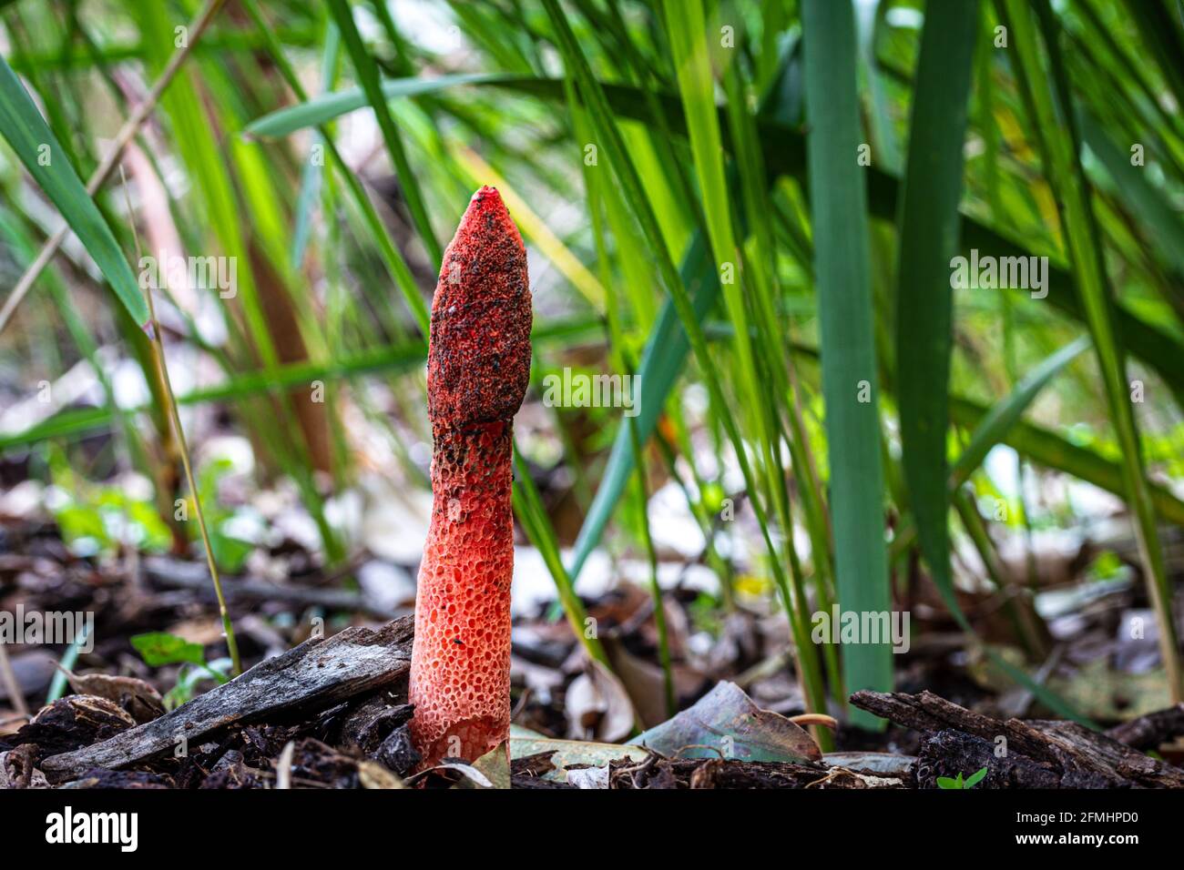 Phallus rubicundus, red stinkhorn fungi found in leaf litter in woodland New South Wales Australia Stock Photo