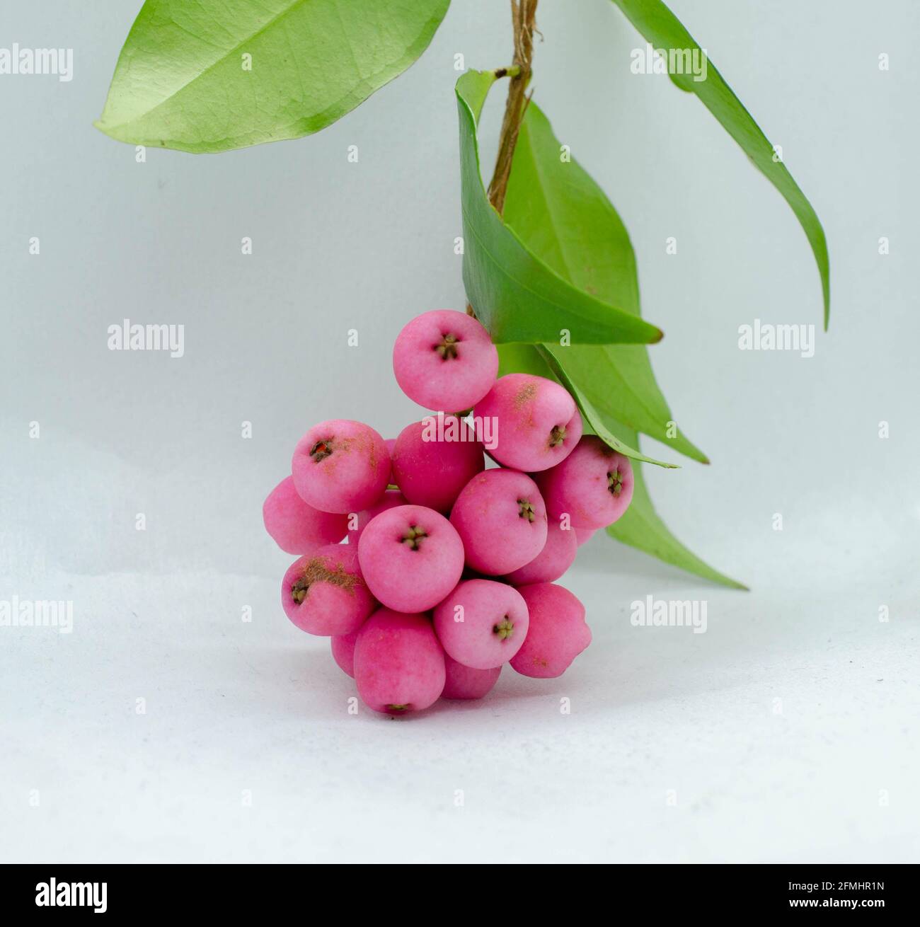 Riberry called Syzygium Luehmannii with small leaf Lilly Pilly Stock Photo Alamy