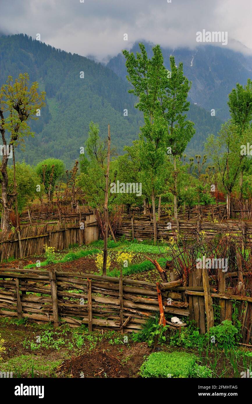 Small farms of Mustard plants in the backyard of the hotel, Pahalgam, Jammu & Kashmir, India Stock Photo